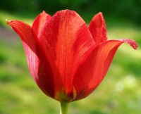Tulip